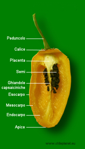 Anatomia del peperoncino